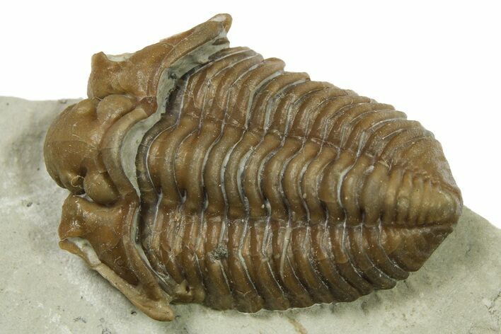 Fossil Trilobite (Calymene breviceps) - Waldron Shale #269913